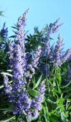 VITEX LEAF ESSENTIAL OIL